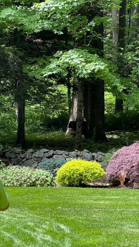 Lawn Maintenance