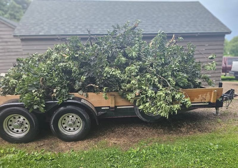 Yard Cleanup