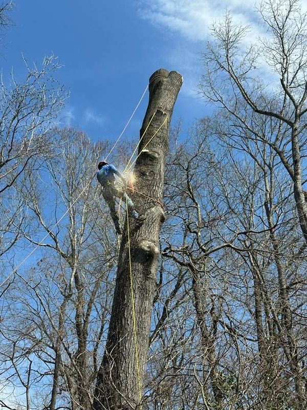 Tree Trimming