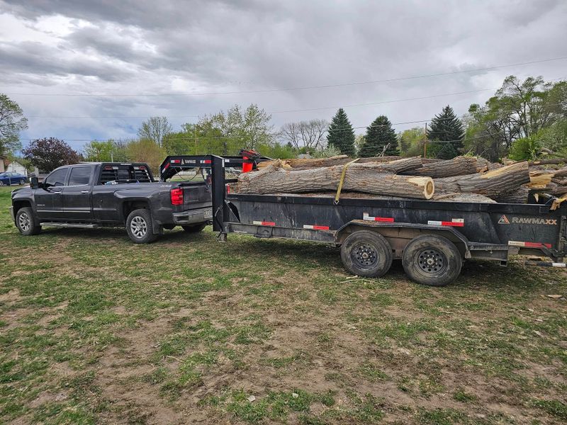 Tree Removal gallery