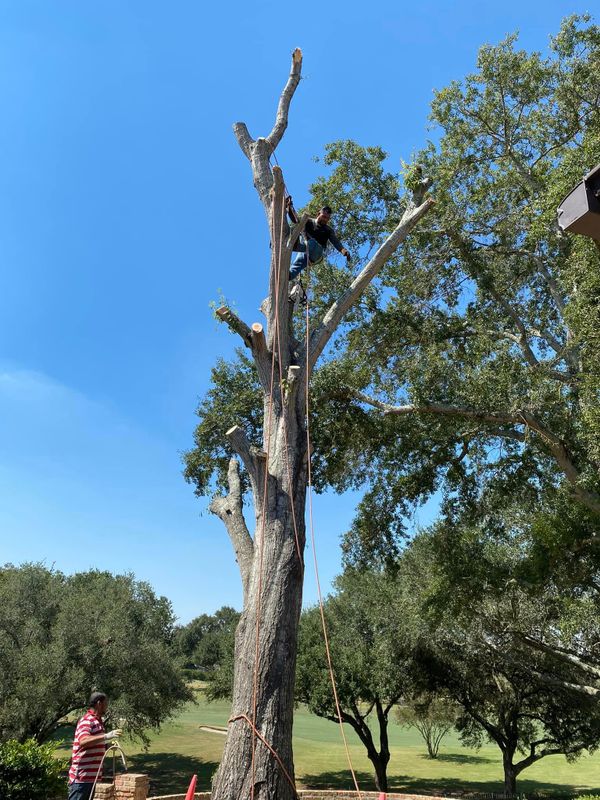 Tree Removal