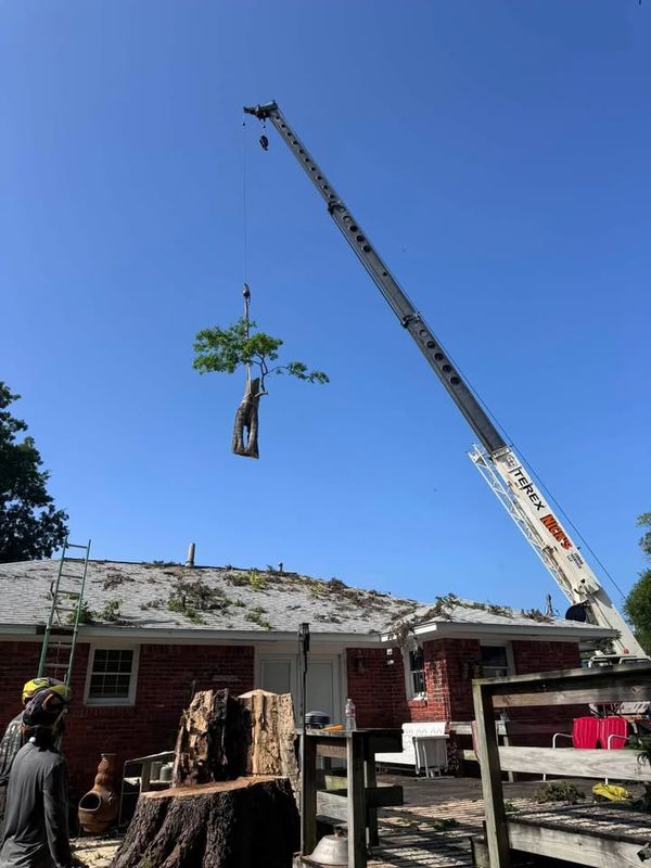 Tree Removal