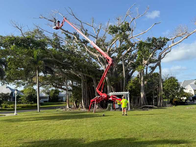 Tree Trimming
