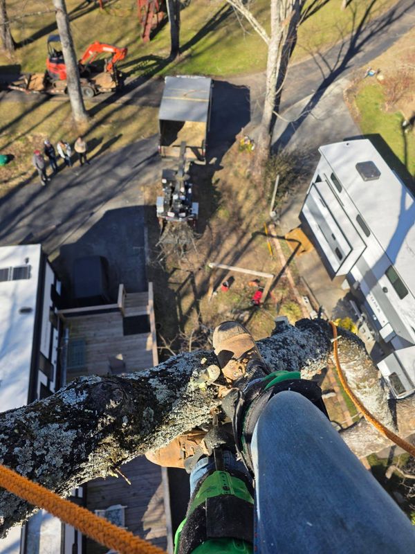 Tree Trimming & Removal