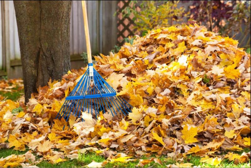 Fall Clean Up