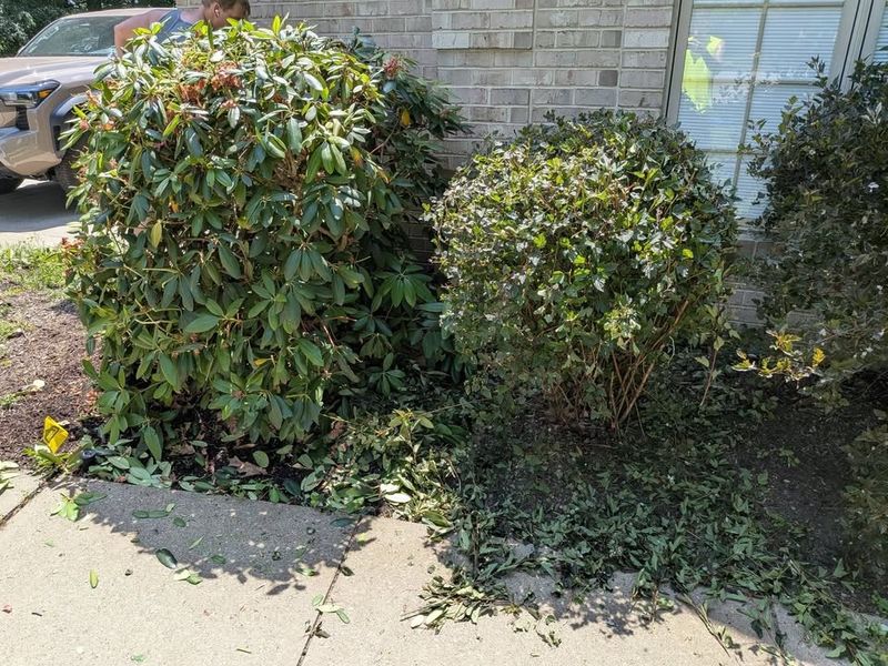 Seasonal Clean-ups