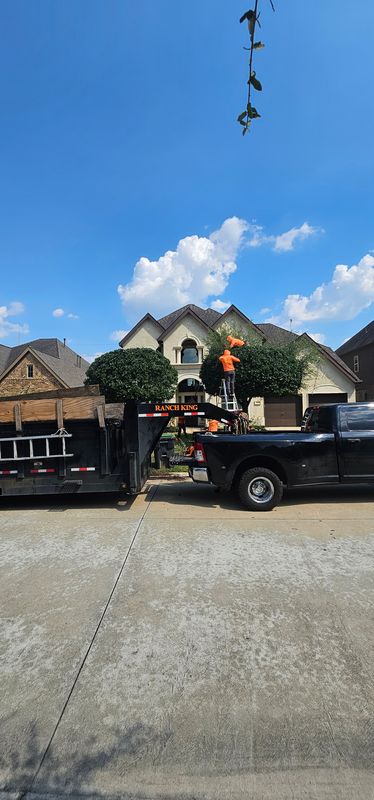 Tree Trimming