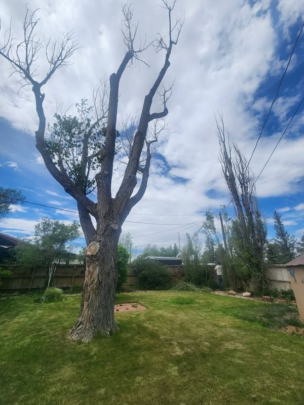Tree Pruning