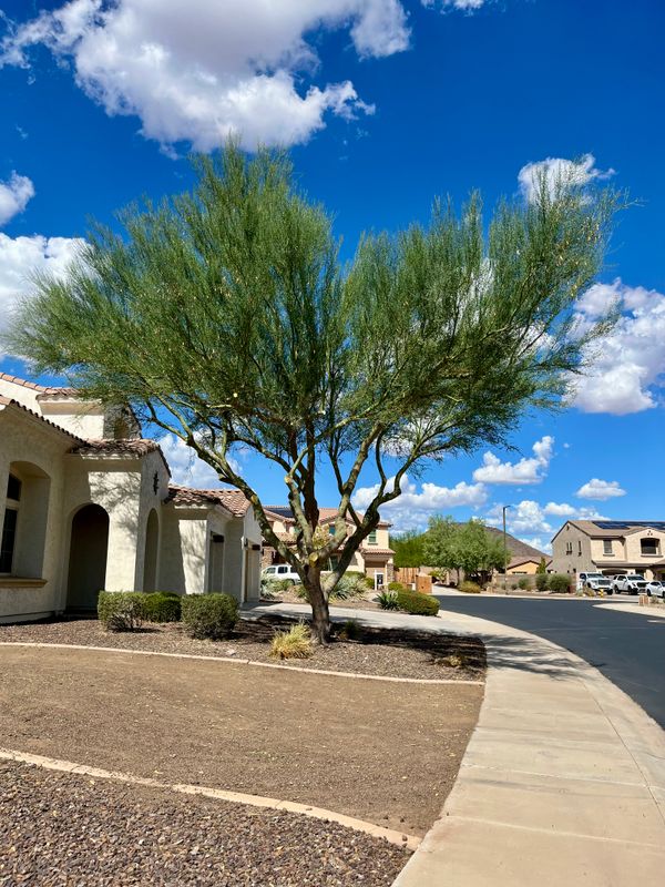 Tree & Shrub Care