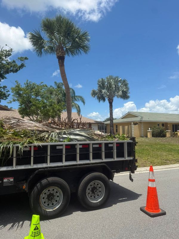 Palm Pruning