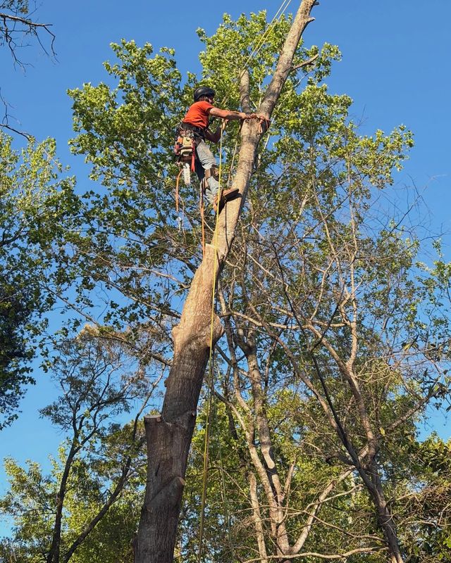 Tree Trimming