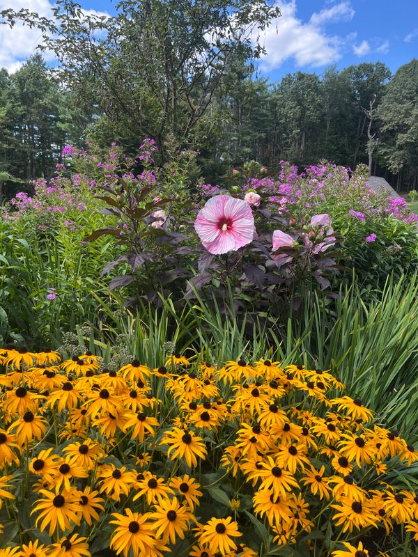 Tree & Shrub Care
