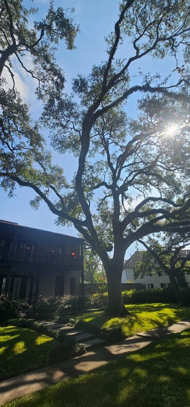 Tree Trimming