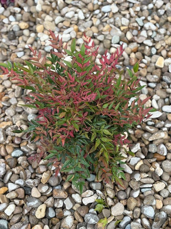 Shrub Trimming