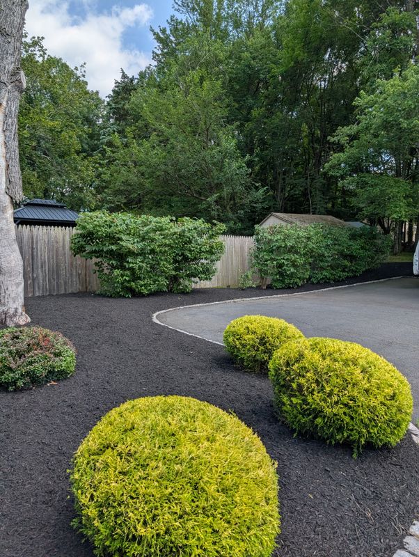 Privacy Plantings