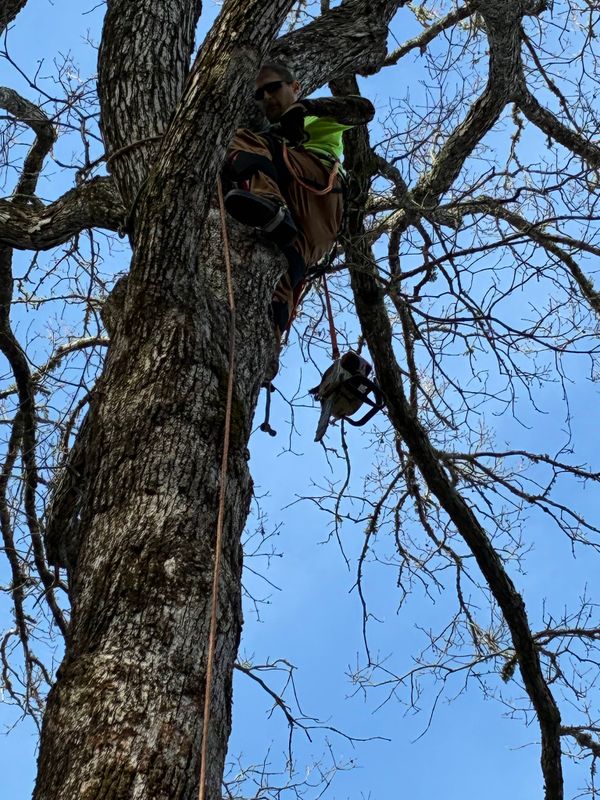 Tree Removal gallery