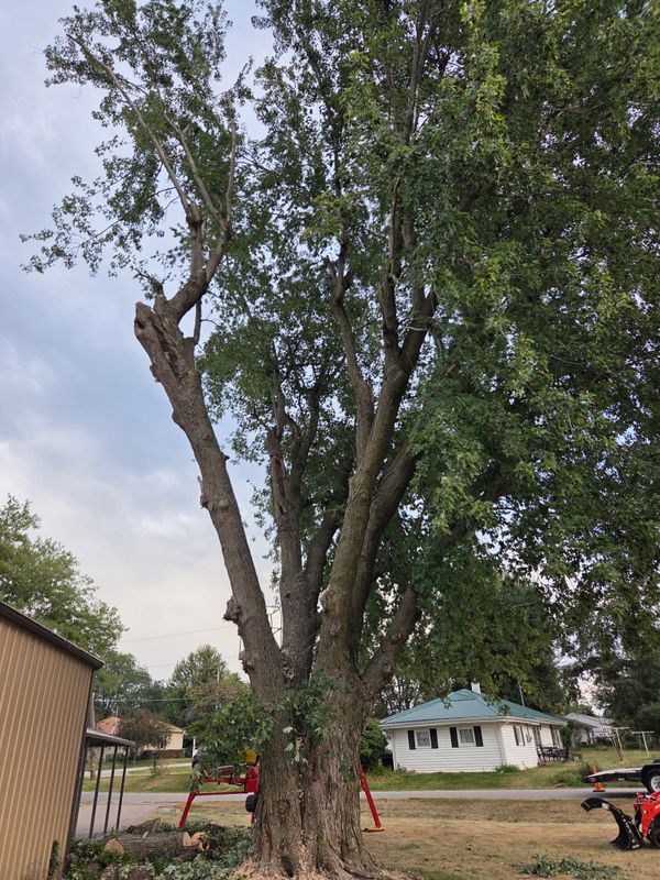 Tree Trimming