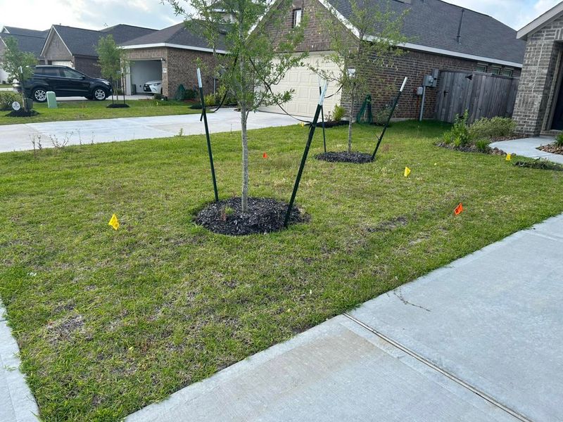Tree and Shrub Care