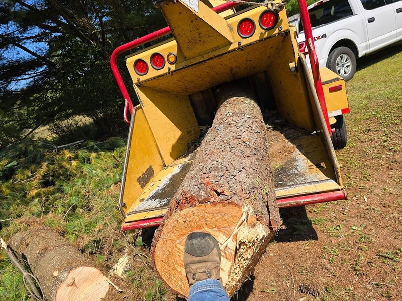Tree Removal