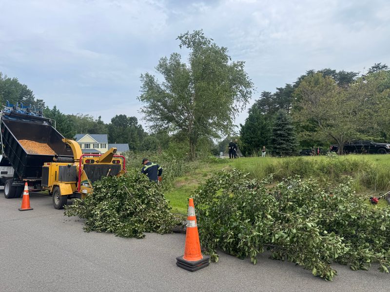 Tree Trimming