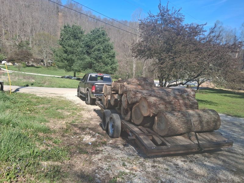 Tree Removal