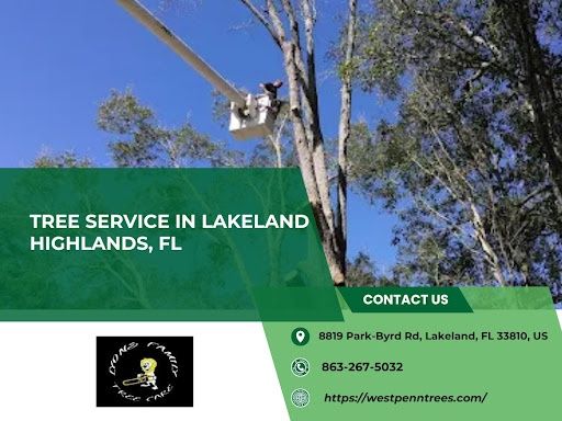 Tree Trimming