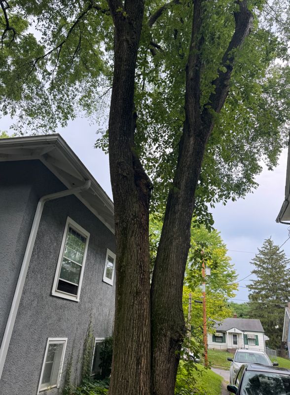 Tree Removal