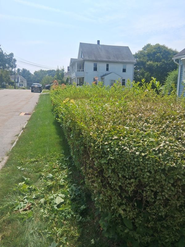 Hedge/Tree/Brush Cutting