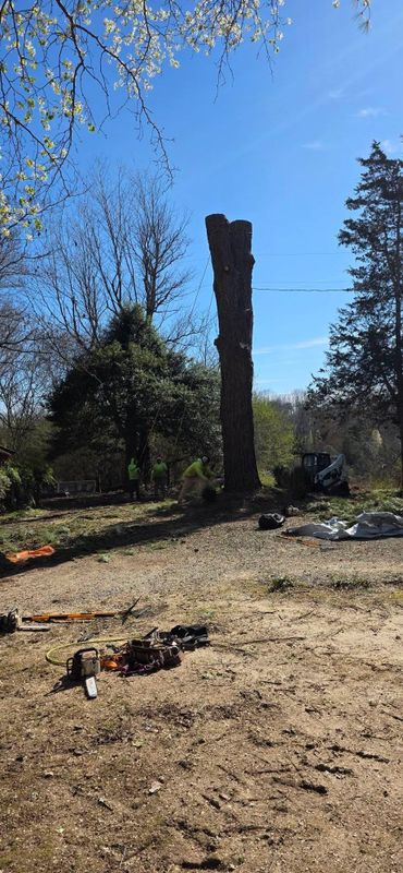 Tree Removal gallery