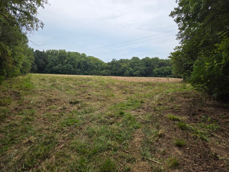 Brush Clearing