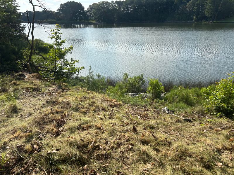 River Bank Clearing  gallery