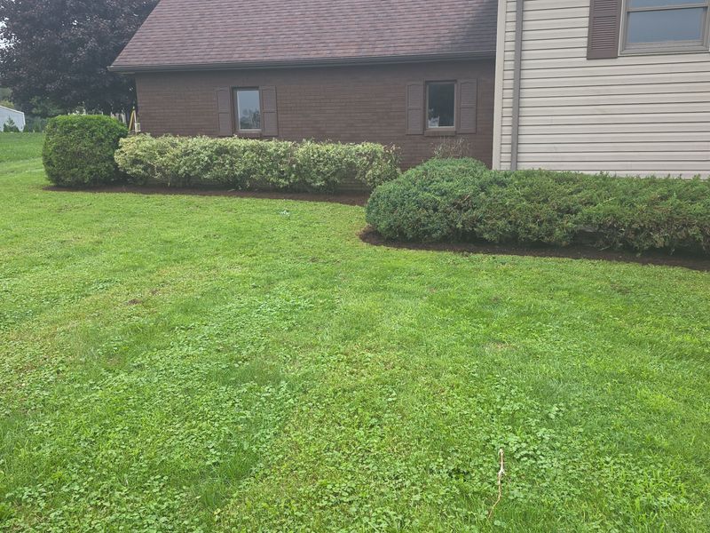 Tree & Shrub Care