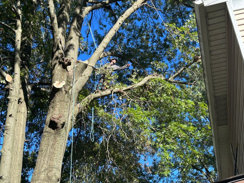 Tree Trimming