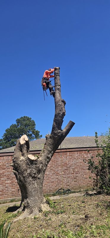 Tree Removal gallery