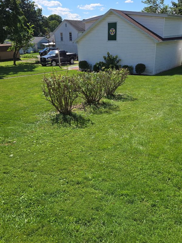 Tree & Shrub Care