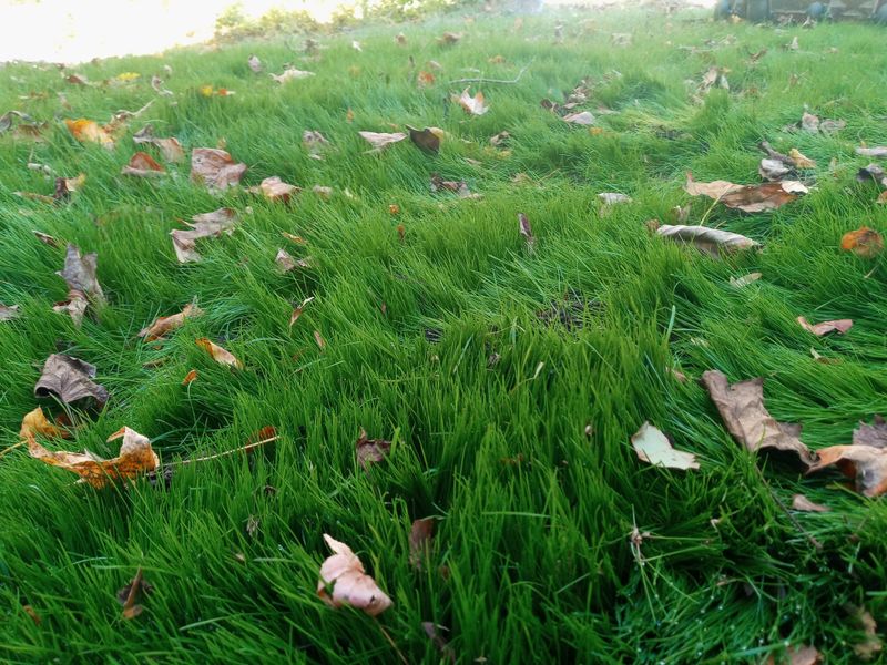 Grass Up