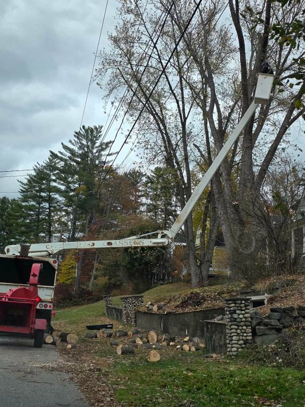 Tree Trimming