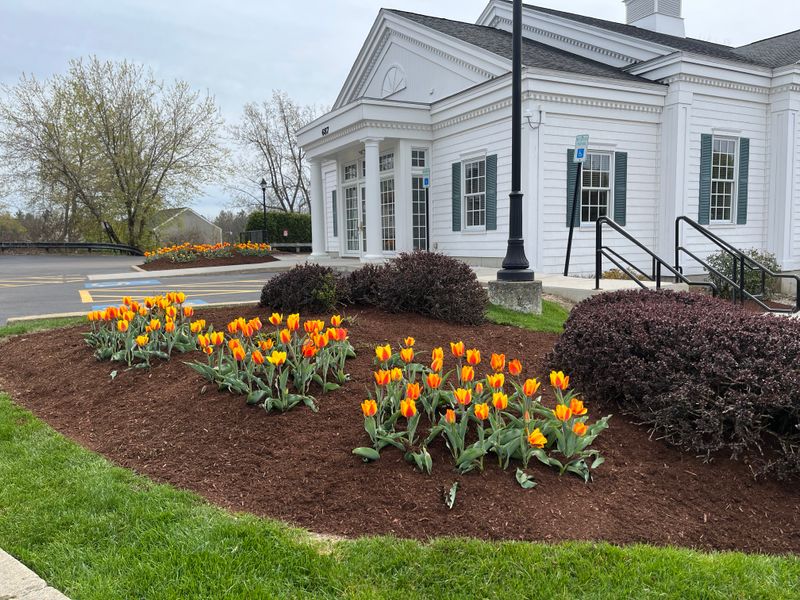 Commercial Landscaping