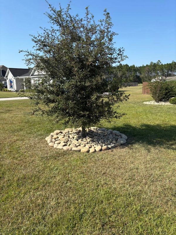 Tree & Shrub Care
