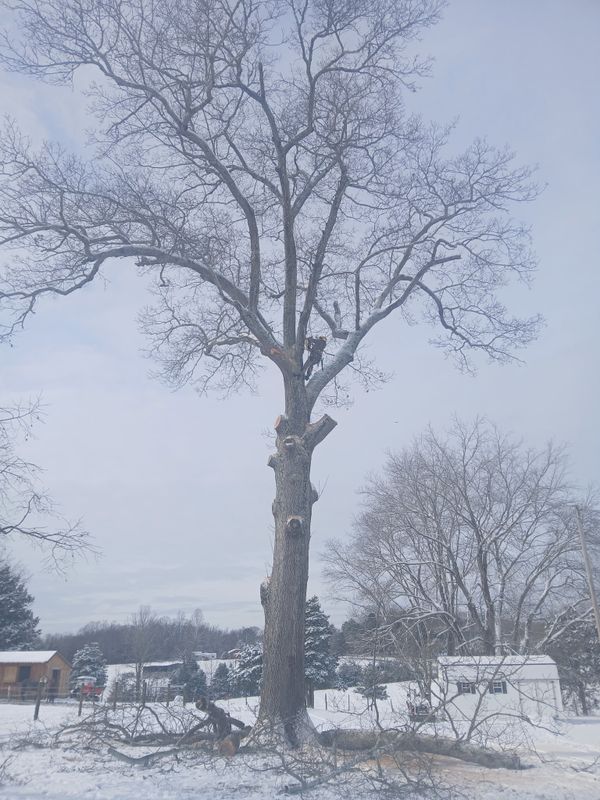 Tree Trimming