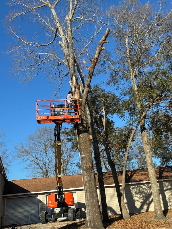 Tree Trimming/Tree Removal