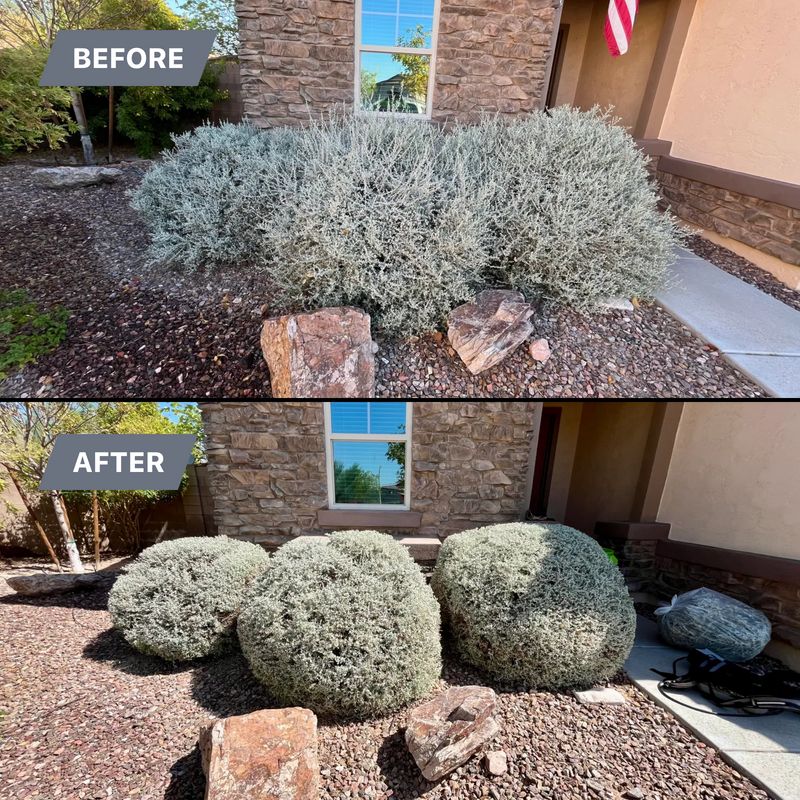 Tree & Shrub Care