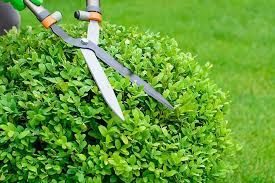 Tree Trimming