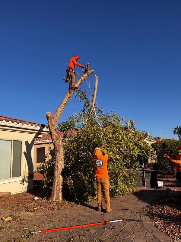Trimming & Pruning Services