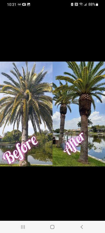 Tree Trimming