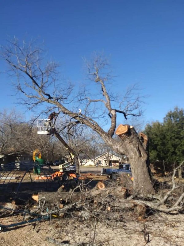 Tree Services