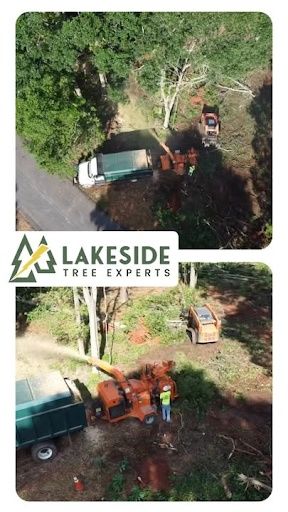 Tree Removal
