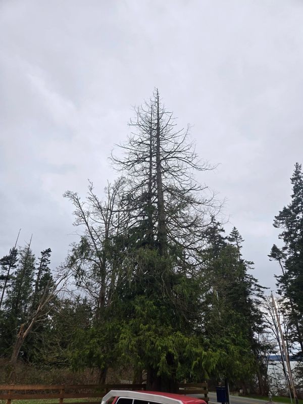 Tree Removal