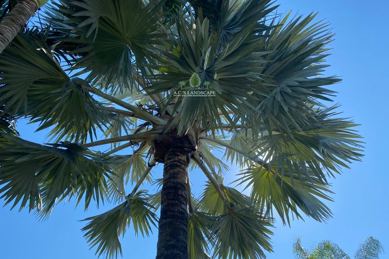 Palm Trimming