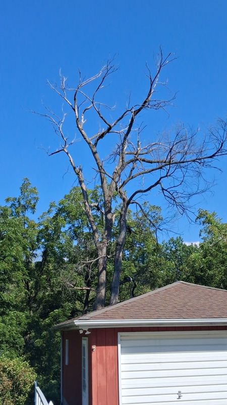 Tree Removal